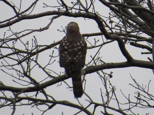 Accipiter cooperii