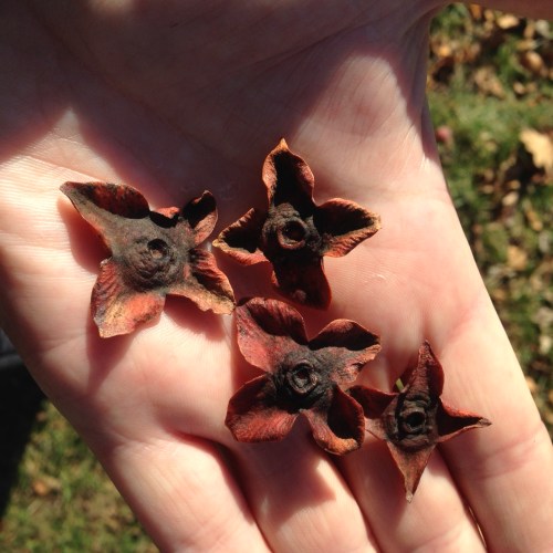 Diospyros virginiana