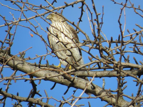 Accipiter cooperii