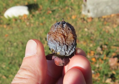 Diospyros virginiana