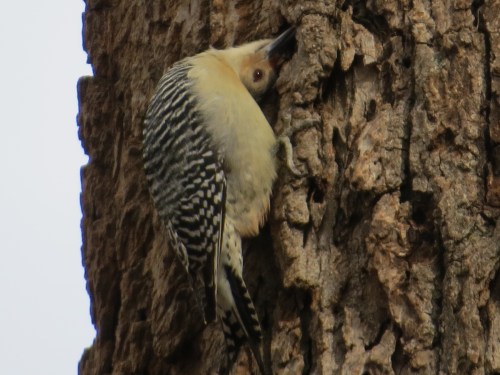 Melanerpes carolinus