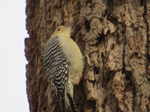 Melanerpes carolinus