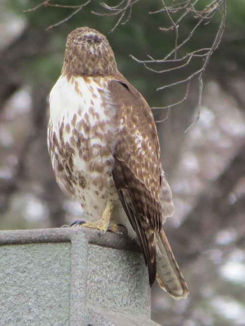 Buteo jamaicensis