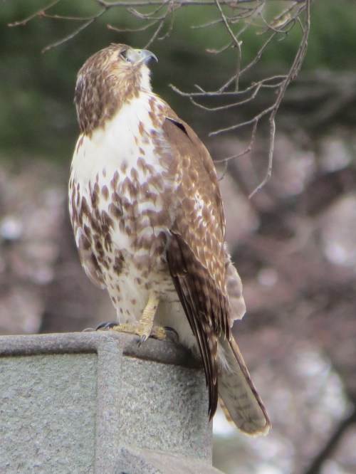 Buteo jamaicensis