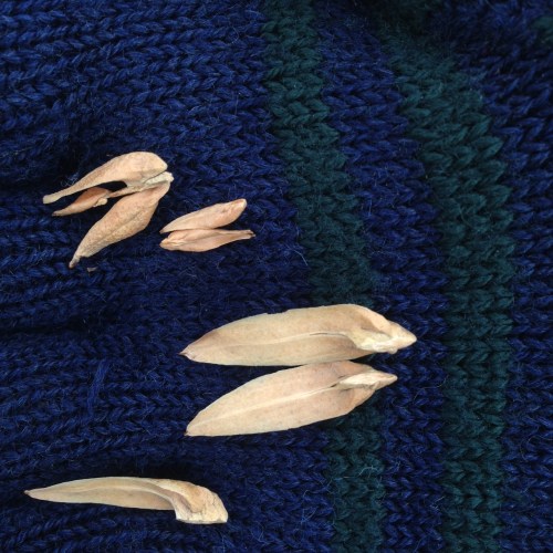 Liriodendron tulipifera