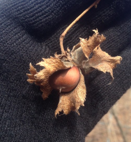 Corylus americana