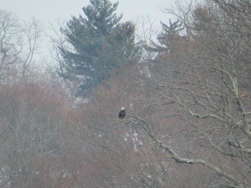 Haliaeetus leucocephalus