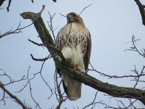 Buteo jamaicensis