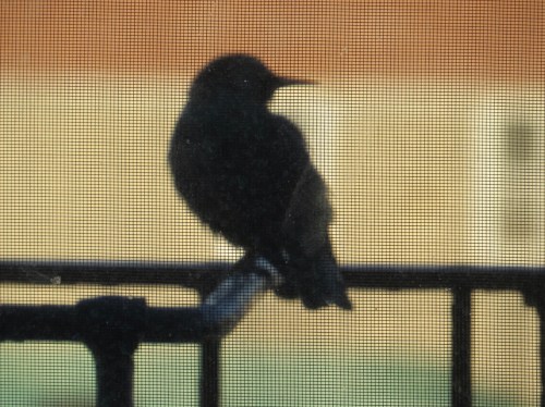 Sturnus vulgaris