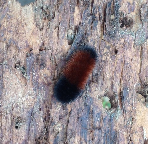 Pyrrharctia isabella