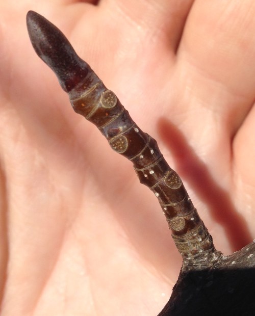 Liriodendron tulipifera