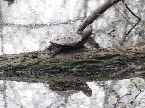 Chelydra serpentina