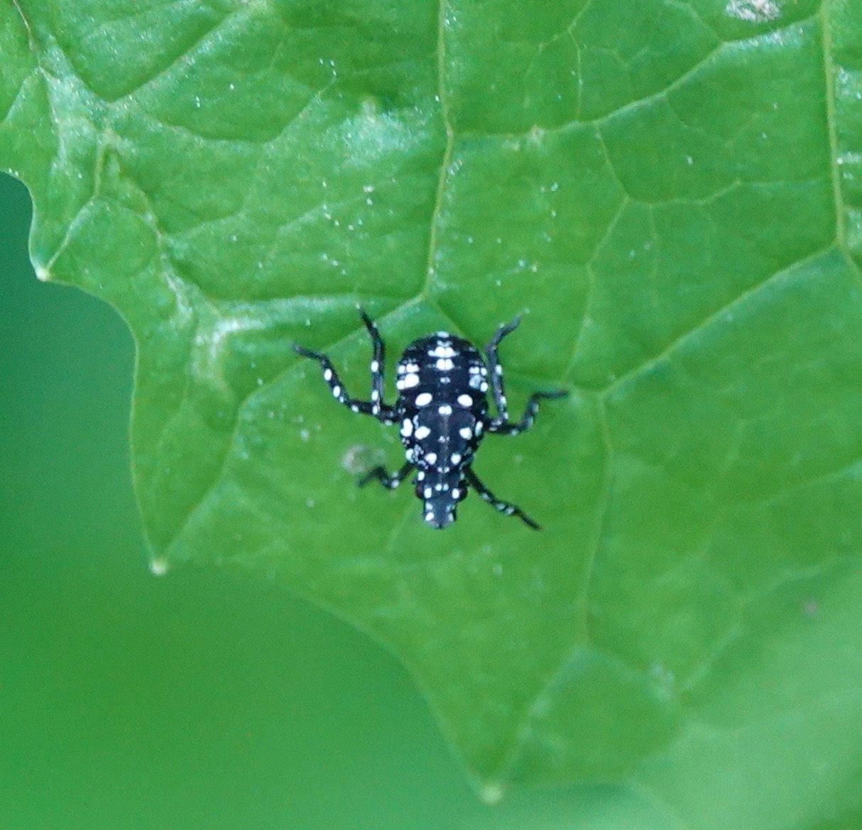 Other New Jersey Sightings – Backyard and Beyond