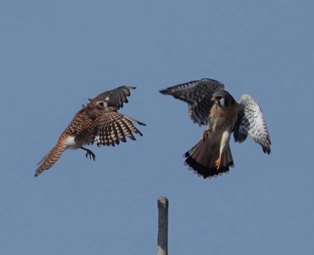 Kestrels on Sunday