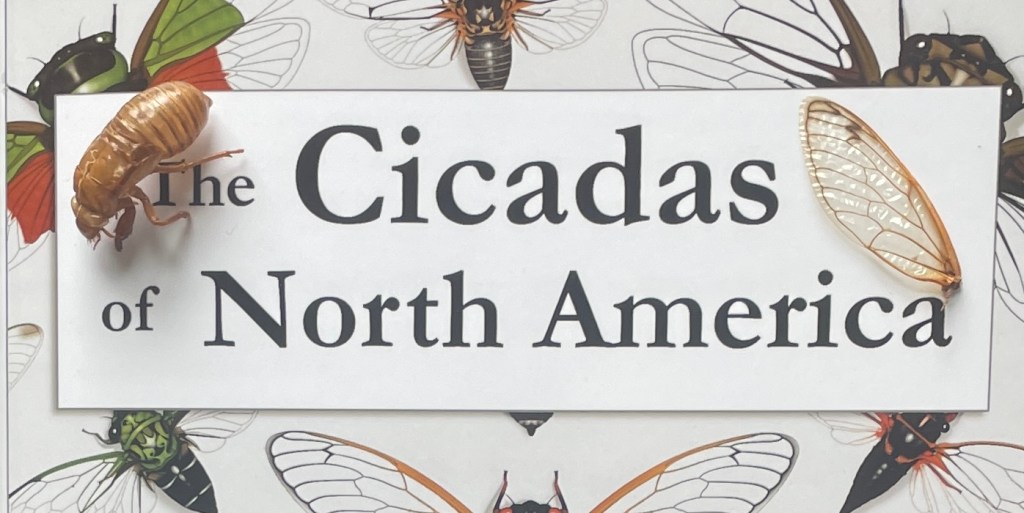 Cicadas