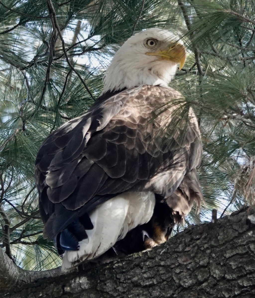 The Bald Eagle Visitation