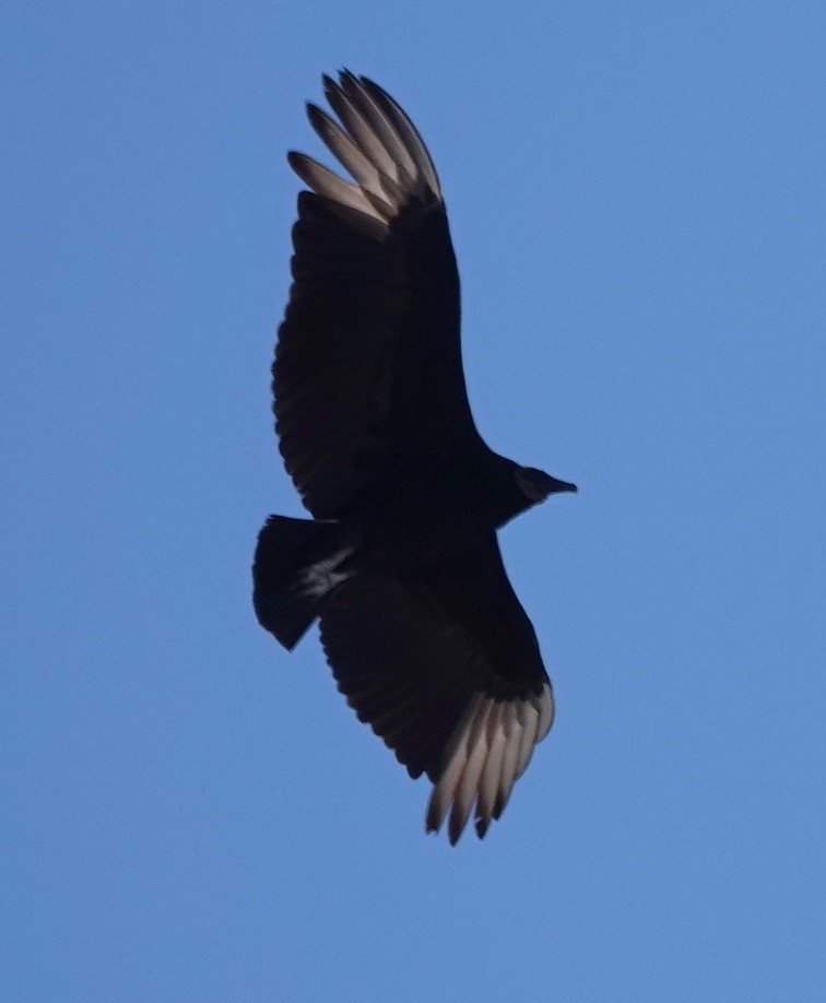 Silhouettes of Sorts