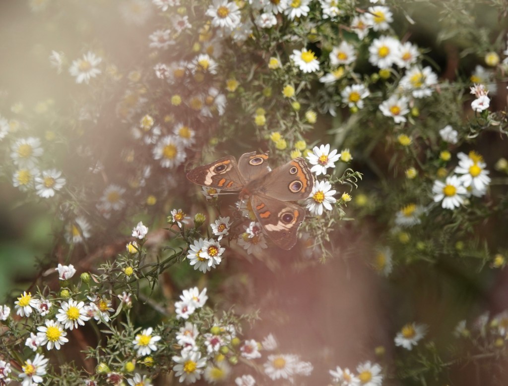 Buckeye & Gray&nbsp;Hairstreak