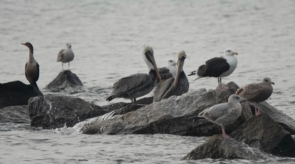 Brown Cows-of-the-Air