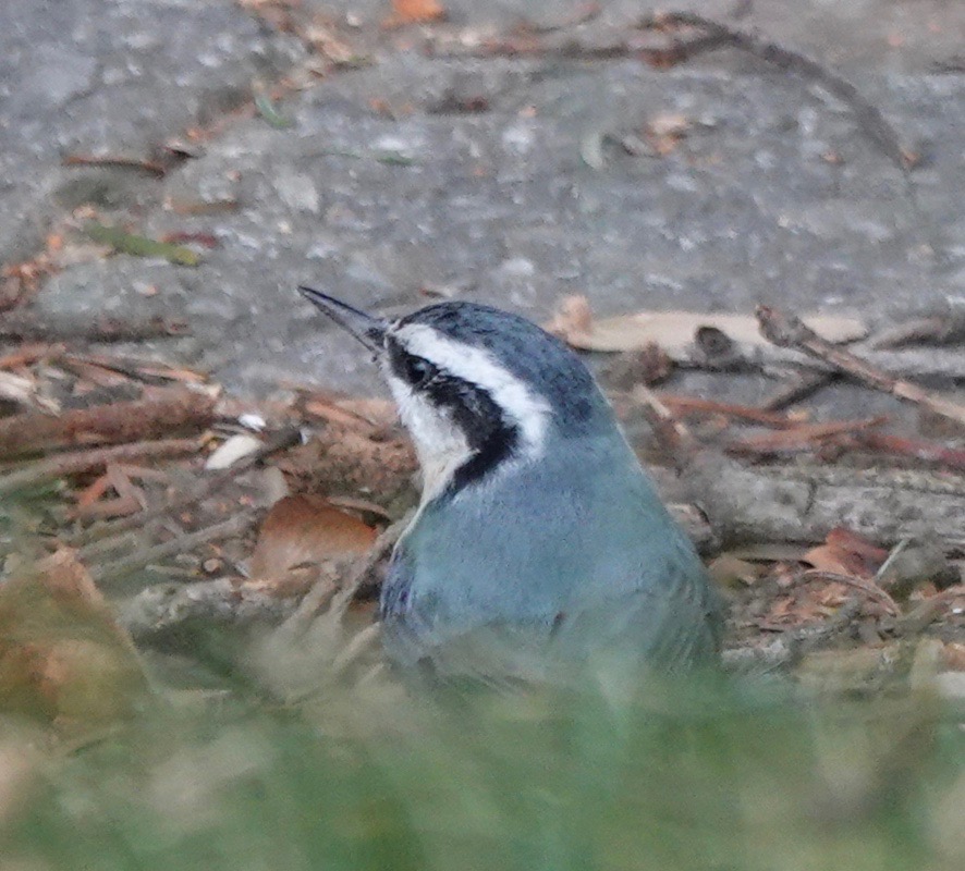 Nuthatchin’