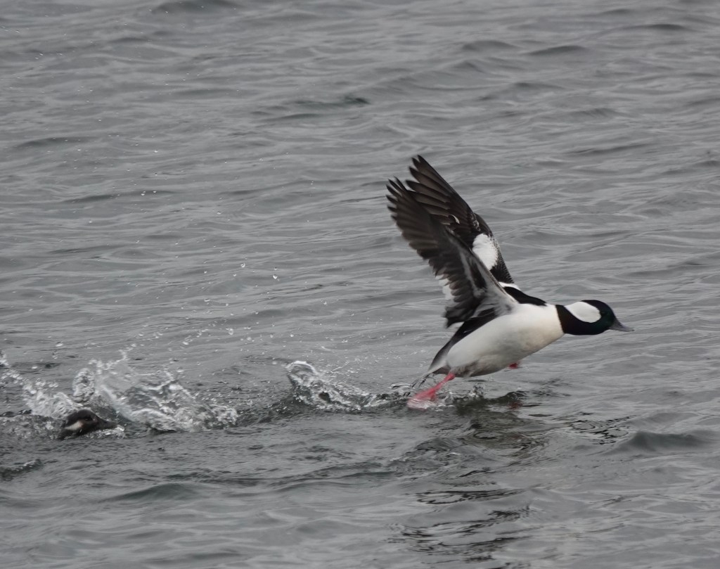 Bufflehead Running Start