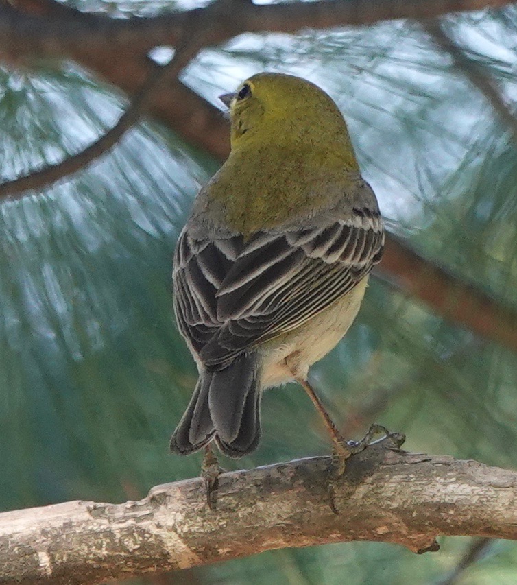 Pine Warblers in A&nbsp;Pine…