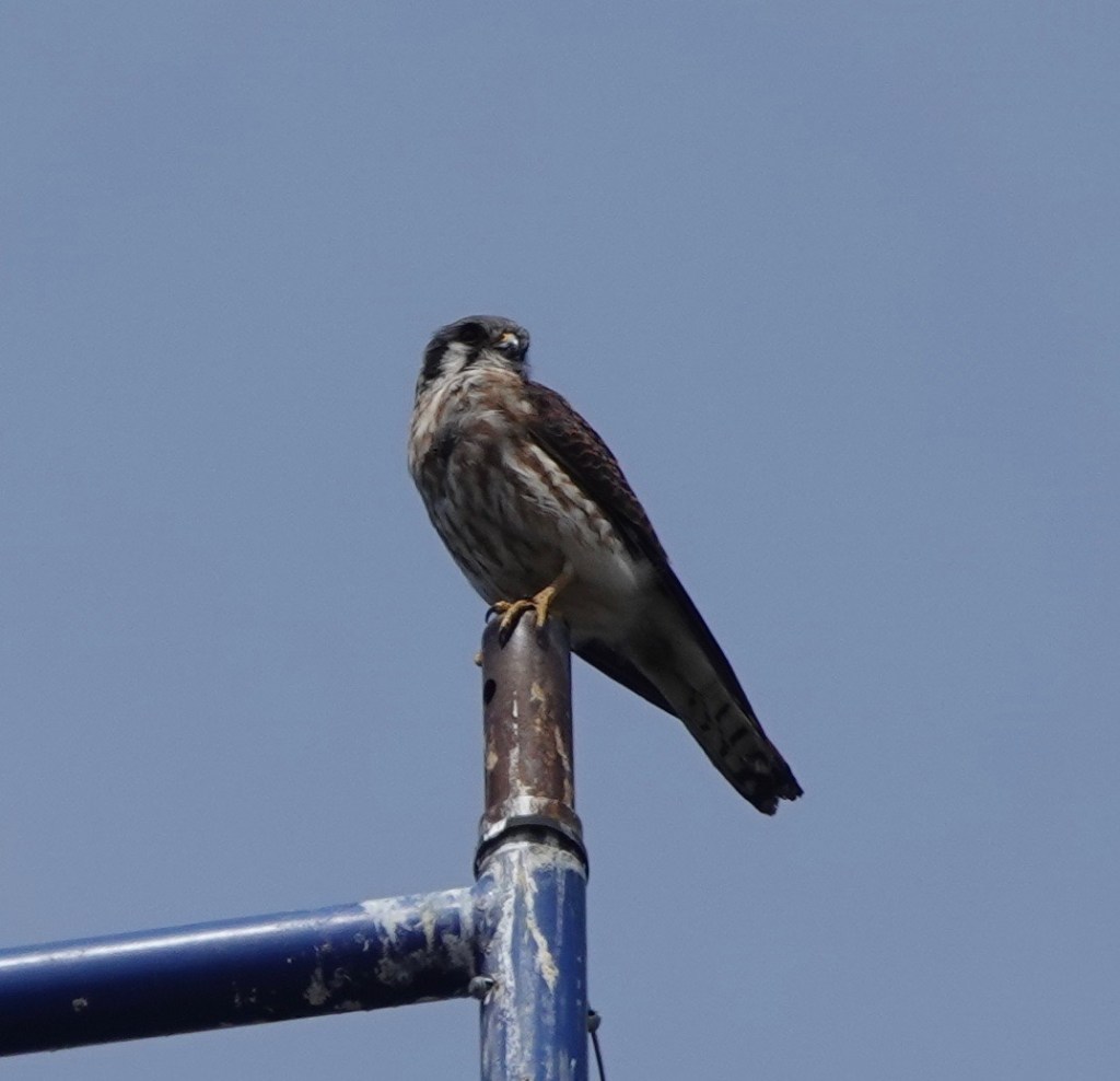 Kestrels Continue