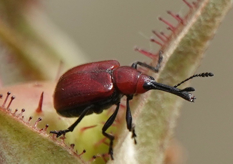 Beetlemania!