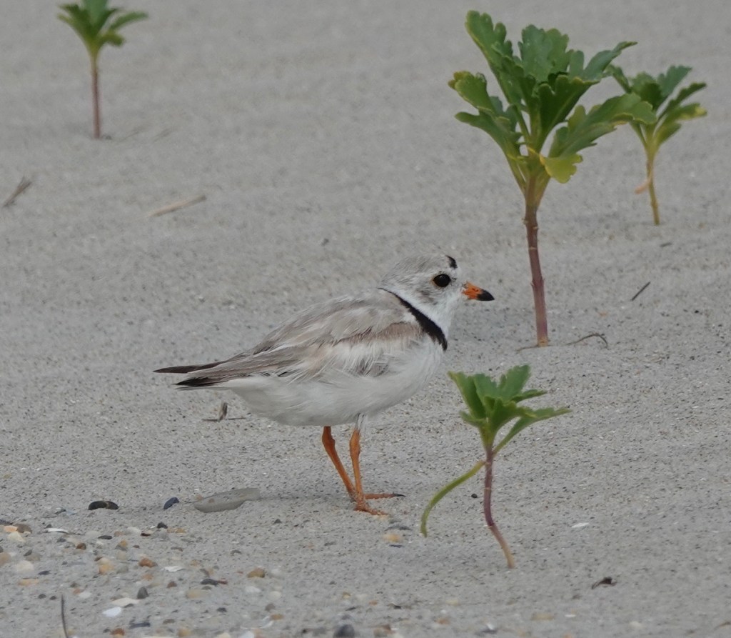 On The Beach