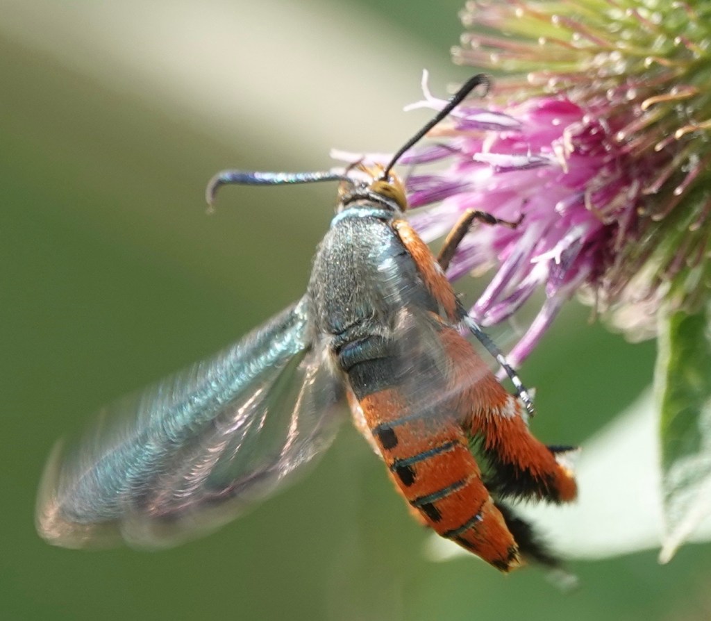 Squash Vine Borer