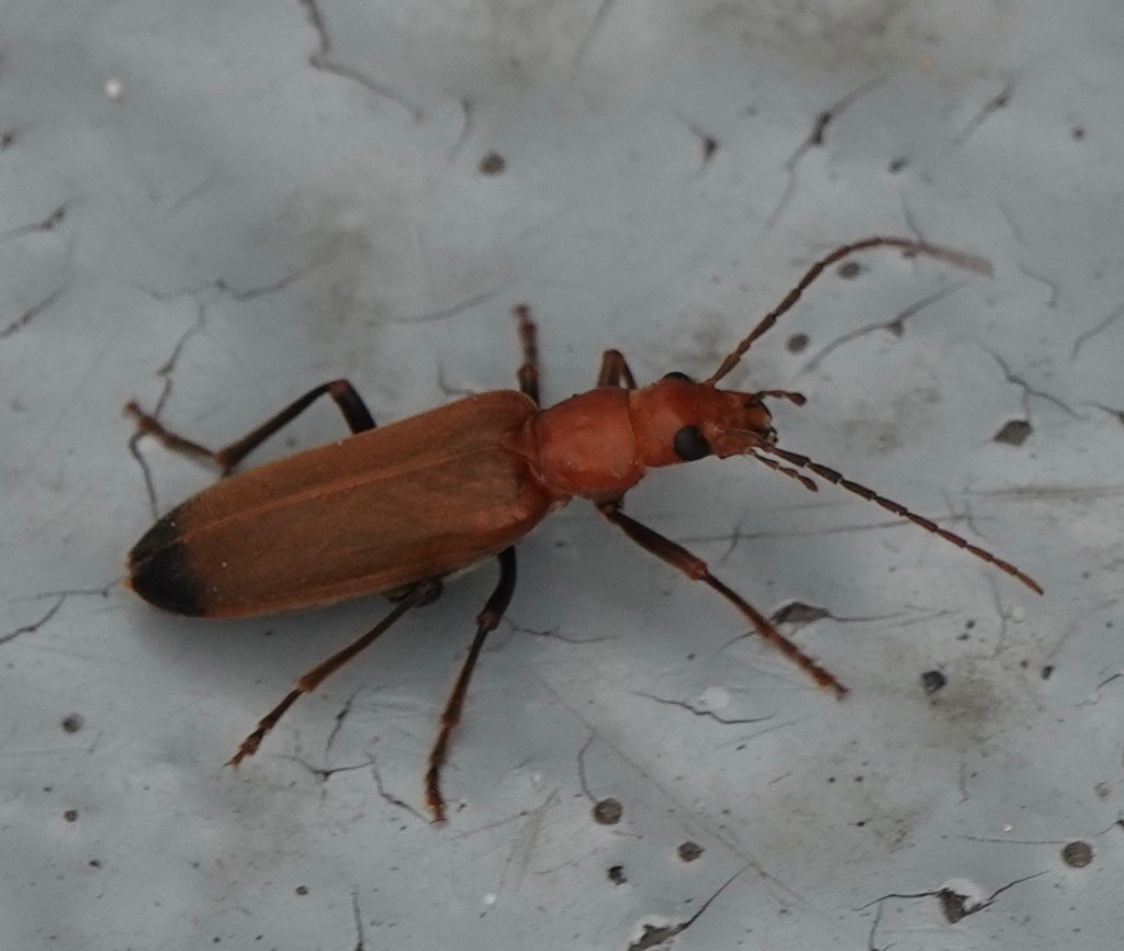 More Beetles