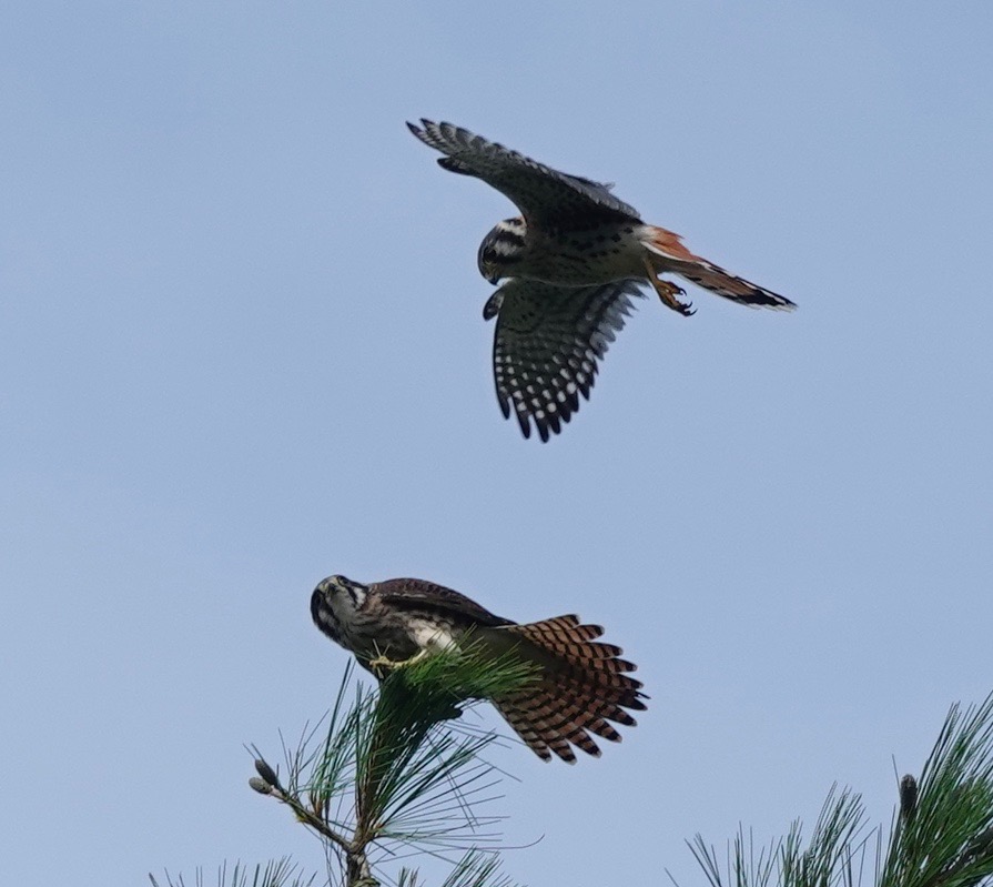 Raptor Wednesday