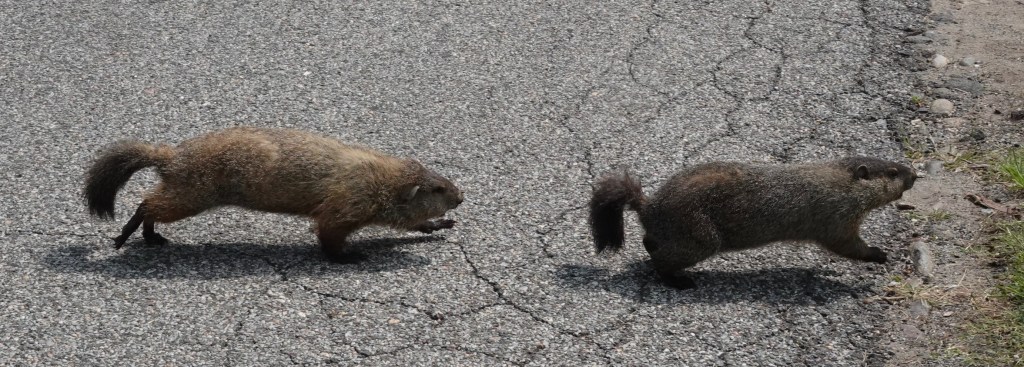 Mammal Monday