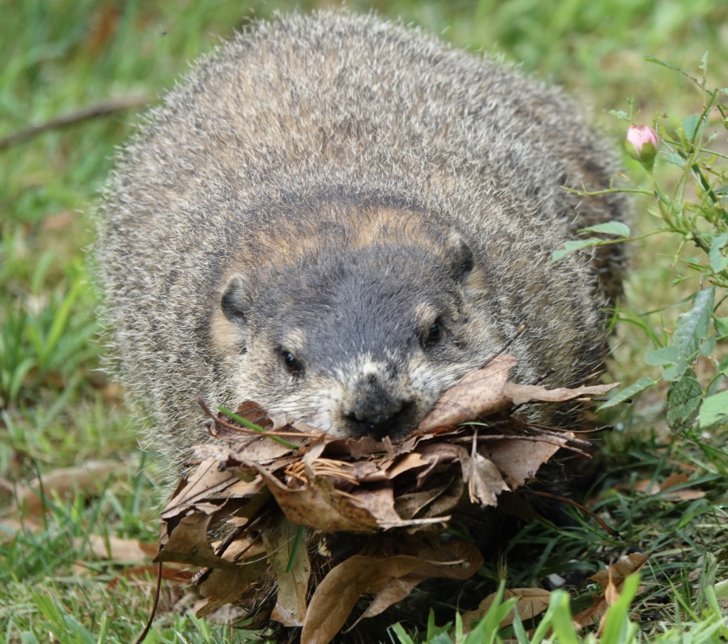 Mammal (and Others) Monday
