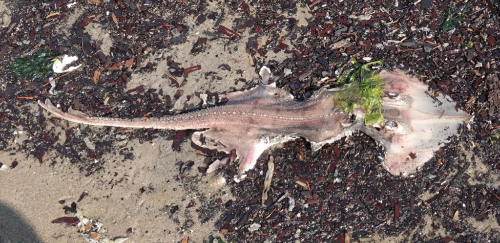 Beach Combing