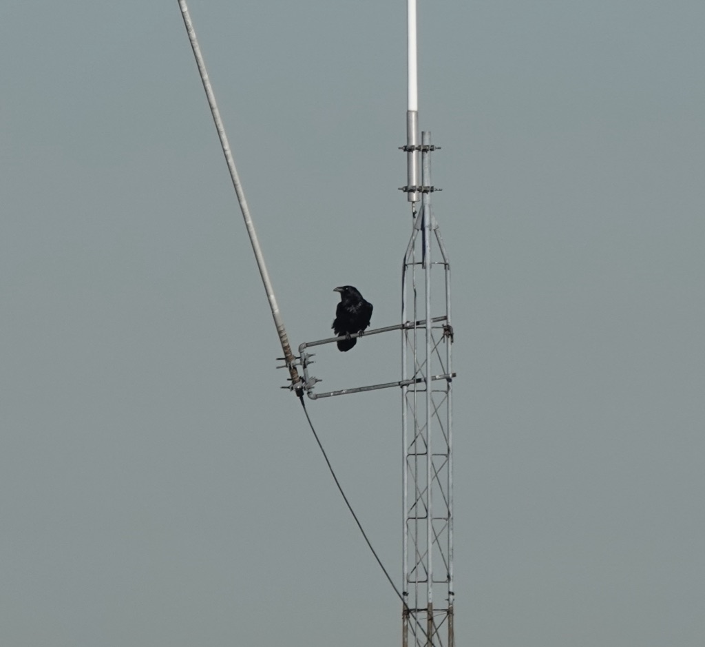 Corvids